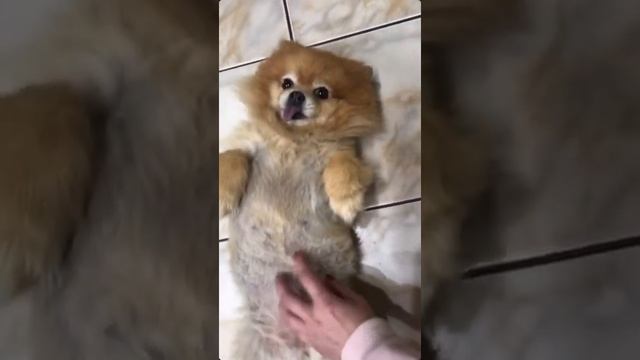 Померанский карликовый шпиц. Pomeranian spitz