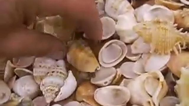 молюск живой.. смотреть онлайн