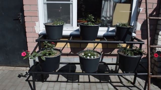 Обзор цветов, что с чем посадила, как расставила. смотреть онлайн