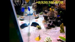 Морские и пресноводные аквариумы