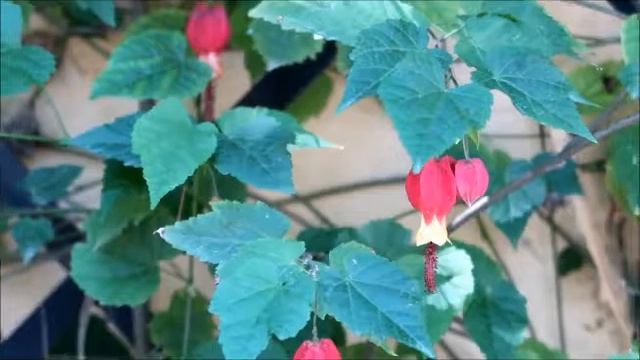 Abutilon megapotamicum. Plantukis смотреть онлайн