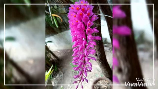 Dendrobium Secundum (40) смотреть онлайн