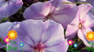 Флокс метельчатый Юник Олд Блю. Краткий обзор, описание phlox paniculata Younique Old Blue