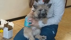 ОБЗОР: ЛАПОМОЙКА ДЛЯ СОБАК с Aliexpress