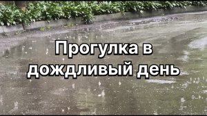 Дождевая прогулка за перепелиными яйцами. Сальмонеллез. У природы нет плохой погоды. 5 июля 2024 г.