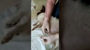 Дренирование брюшной полости у собаки