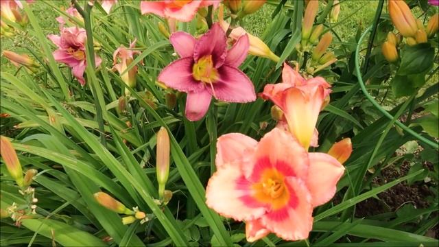 15 МНОГОЛЕТНИКОВ, КОТОРЫЕ ЦВЕТУТ ВСЁ ЛЕТО - ЯРКИЕ, ПЫШНЫЕ И НЕПРИХОТЛИВЫЕ смотреть онлайн