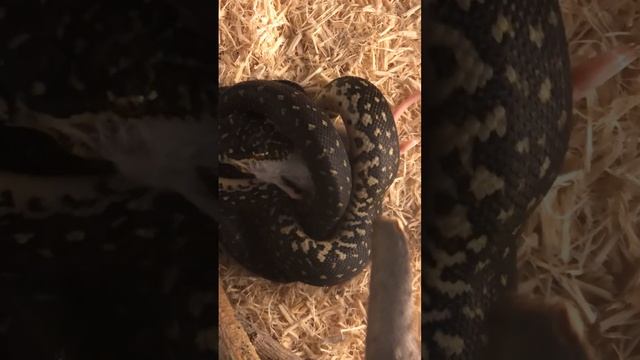 Feeding Goldie, the Diamond Python (Morelia spilota spilota)