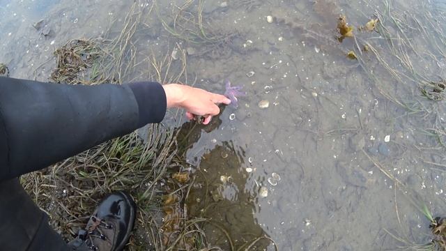 Трубач - плотоядная улитка и крабья свадьба смотреть онлайн