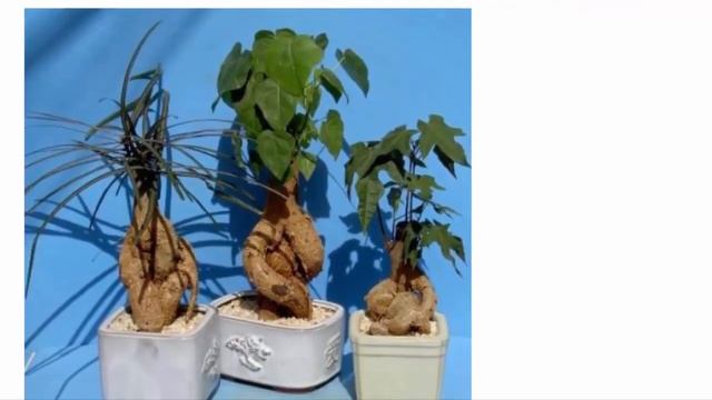 Брахихитон. Красивые растения для дома и сада. смотреть онлайн