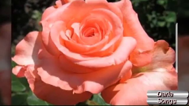 Daria Rienecker Дарья Голубчик "Цветы" авторская песня Текст - У. Шекспир смотреть онлайн