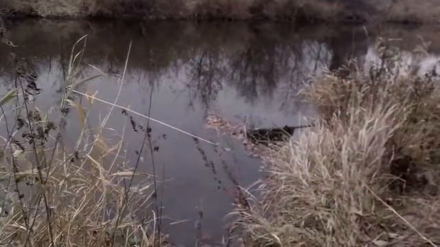 О пользе гусей в садовых товариществах смотреть онлайн