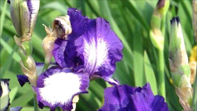 Цветы ИРИСЫ. Размножение, посадка, уход. смотреть онлайн