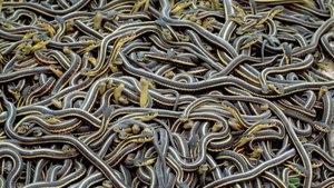 Каждую весну в Канаде проходит крупнейший в мире сбор змей! Это надо видеть!