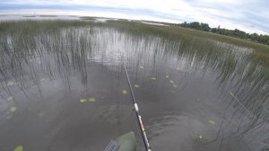 РЫБАЛКА НА ФИНСКОМ ЗАЛИВЕ С ЛОДКИ НА ПОПЛАВОК В ТРОСТЕ И КАМЫШАХ НА ОГРОМНУЮ КРАСНОПЁРКУ И ГУСТЕРУ