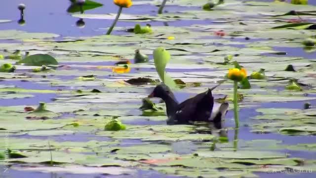 Камышница (болотная/камышовая/водяная курочка) смотреть онлайн