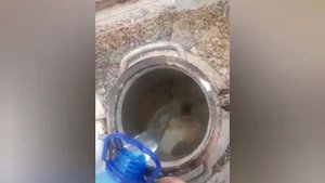 Сбор берёзового сока. Изготовление браги из берёзового сока.