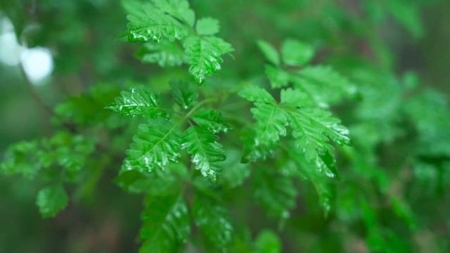 「一席一果」——芒果【滇西小哥】