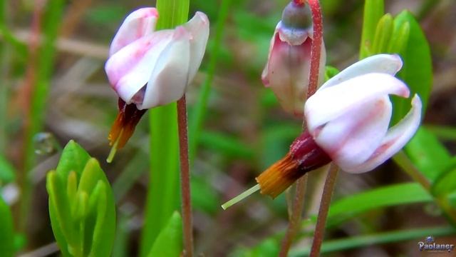 Нежные цветки клюквы (2014) смотреть онлайн