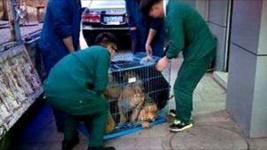 Собака плачет! Узнав причину слёзы сами бегут из глаз