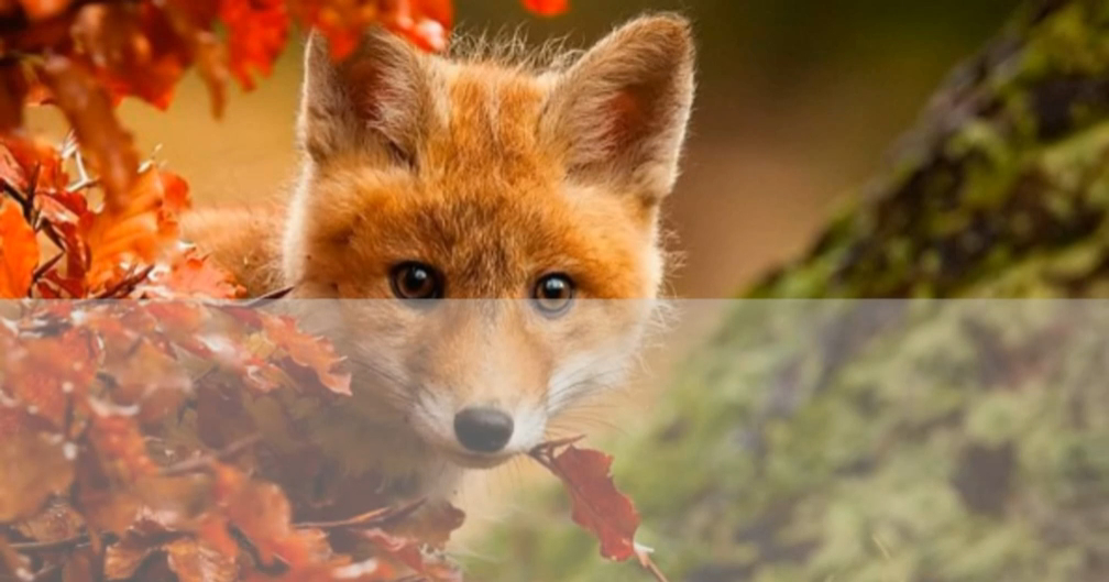 LOBODA - INSTADRAMA Караоке