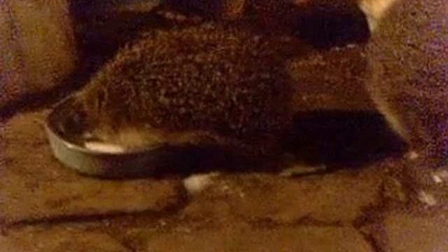 Нападение голодных ежей смотреть онлайн