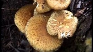 Грибы Чешуйчатки обыкновенные съедобные в лесу.