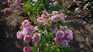 Видео обзор розы Аой - Aoi (Ken Osanai  Япония, 2008)