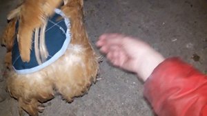 ???ПОПОНЫ ДЛЯ КУР ЧТОБЫ ПЕТУШКИ НЕ РВАЛИ СПИНКИ КУРОЧКАМ ???