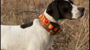 джипиэс ошейник для охотничьих собак