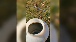 Опрыскивание сада дёгтем. Защита от грызунов.