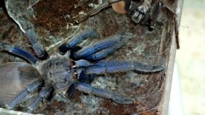 Chilobrachys dyscolus "Vietnam Blue" pairing HD