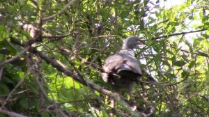 Вяхирь или витютень (дикий голубь) || wood pigeon