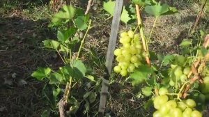 Супер карликовые кусты винограда Тимур Super dwarf bushes of grapes Timur