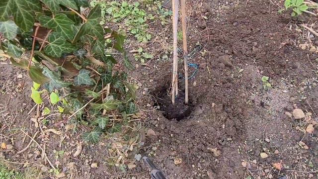 2021 How to plant out Clematis смотреть онлайн