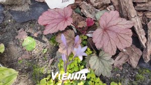 Моя новинка этого года гейхера сорт Vienna