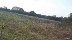 ОХОТА НА ЛОСЯ, КОСУЛЮ И КАБАНА. ТЕ САМЫЕ МОМЕНТЫ...