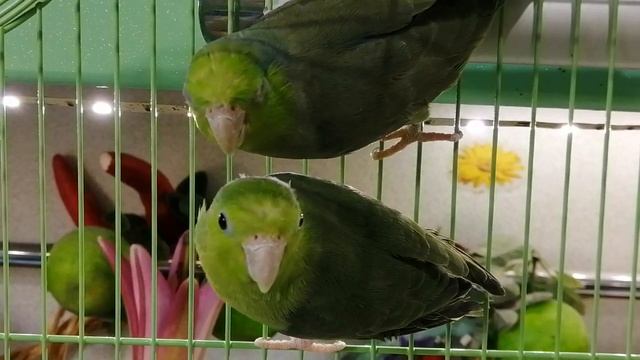 Воробьиные попугаи пара смотреть онлайн