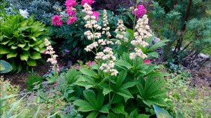 ПОДБОР РАСТЕНИЙ. МИКСБОРДЕР. ОБЗОР. Дачный креатив.