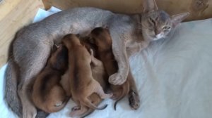 Абиссинские котики растут у моря в Анапе