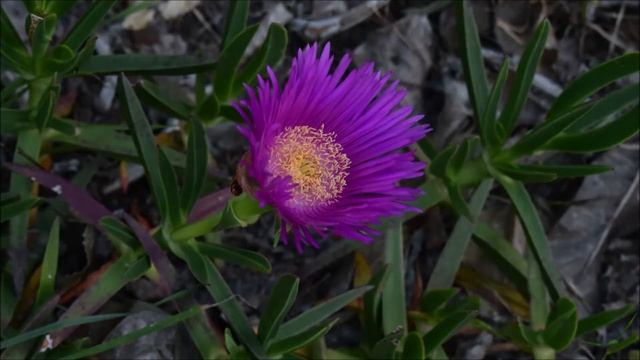 carpobrotus смотреть онлайн