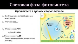 Биология 9 класс. Биосинтез углеводов - фотосинтез