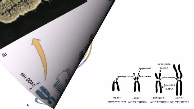 Организация генетического материала эукариот смотреть онлайн