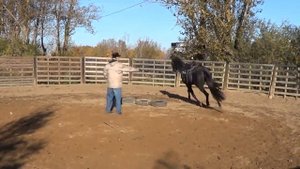 Выездка лошади видео уроки. Обучение молодой лошади.