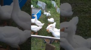 Гусята растут. Сравнение двадцатидневных и полуторомесячных гусят