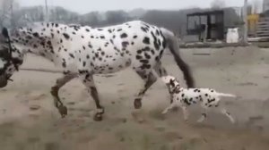 далматинец описание породы | стоит ли покупать далматинца?