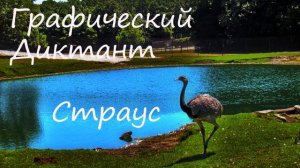 Графический Диктант Страус