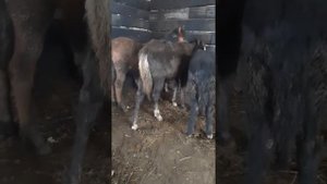 Откорм жеребят