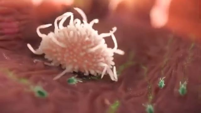 Макрофаг - "гроза" бактерий Макрофаги - это вид белых кровяных телец (лейкоцитов).?? смотреть онлайн