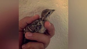 Садои Модкабки Шикори 70 та гиро аз н.Дарвоз. Голос птиц как поёт горная Куропатка. Кеклик вТаджики